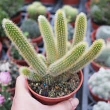 【荳荳多肉】【金鈕】喬遷│送禮│升遷│多肉植物