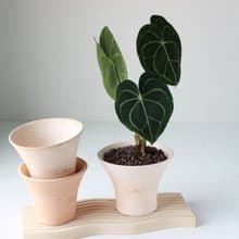 植栽 盆栽 l 圓葉花燭 吉祥如意大方送禮 室內植物 辦公室盆栽