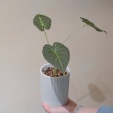 皇家之盾觀音連
