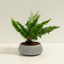 蕾絲蕨│泥作系列│福所栽