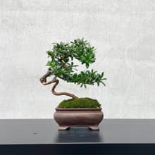 小品盆栽-珍珠羅漢松 稀有母株 盆景