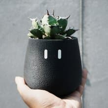 Tall_EMOO/盆栽/室內植物/多肉植物/盆器/交換禮物/聖誕禮物