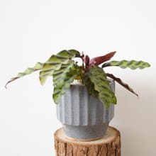 【竒植花物】個性箭羽竹芋盆栽 生日禮物 辦公室盆栽 觀葉植物