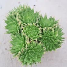 【荳荳多肉】【長毛雷三】喬遷│送禮│升遷│多肉植物