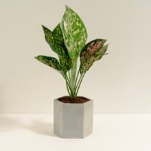 粉愛玉粗肋草│泥作系列│福所栽