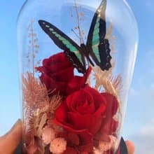 蝴蝶標本玻璃盅/ 青帶鳳蝶/情人節/教師節禮物