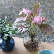 水培植栽 l 粉紅佳人_室內植物  辦公室盆栽  店內擺設