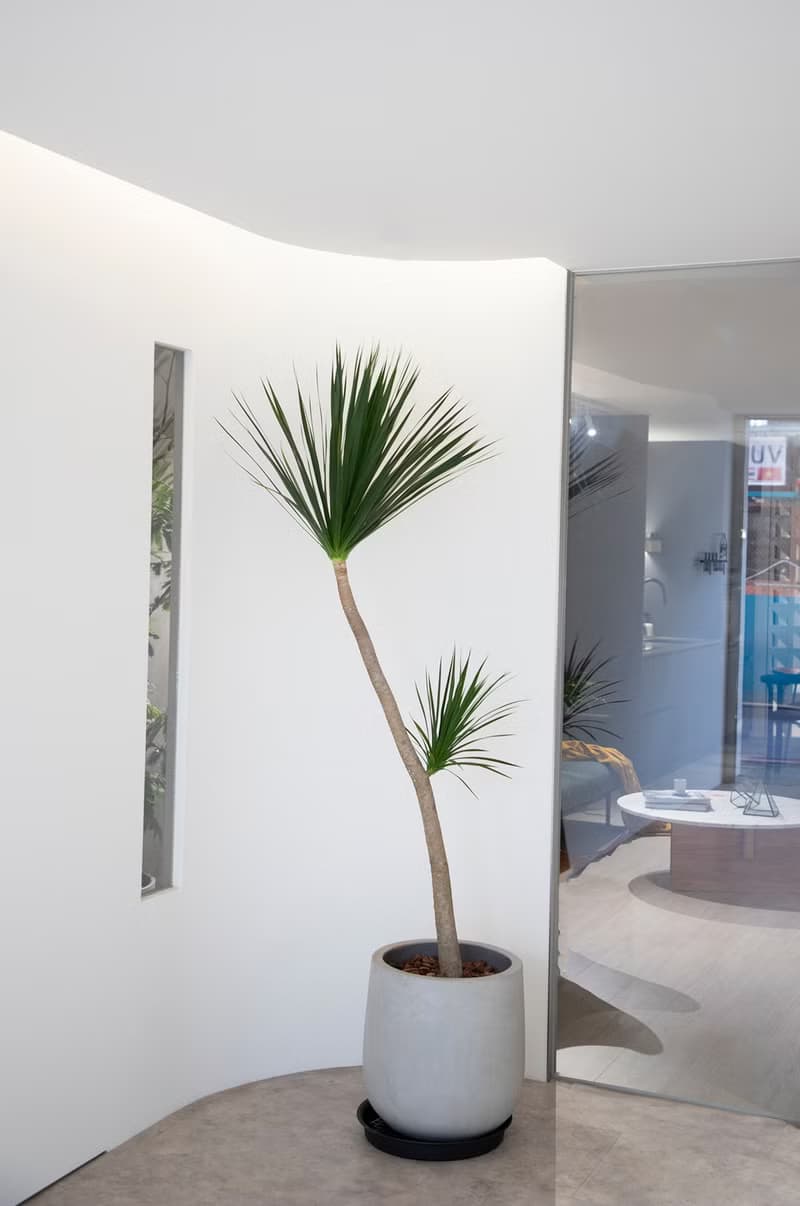 【室內盆栽】龍血樹盆栽 開幕盆栽 盆栽送禮 室內植物 升遷送禮