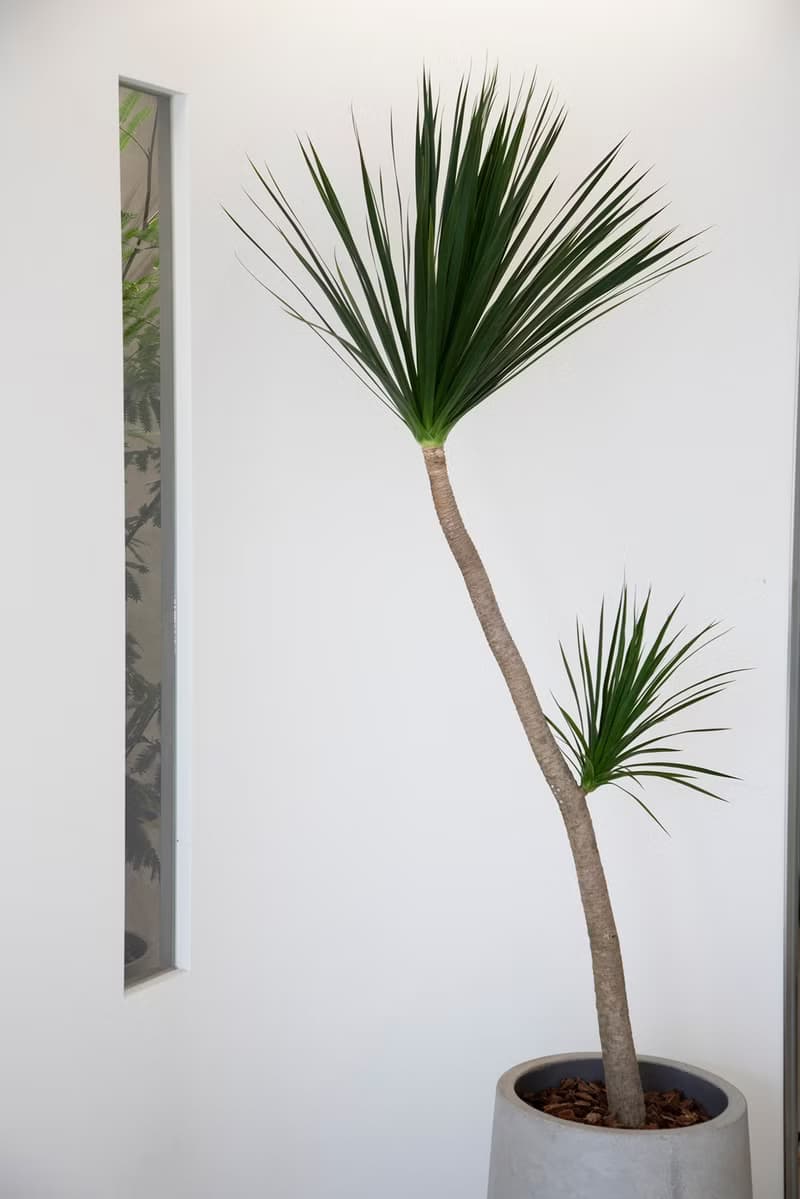 【室內盆栽】龍血樹盆栽 開幕盆栽 盆栽送禮 室內植物 升遷送禮