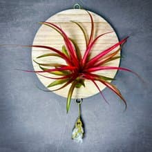 新品上市 風礦 Windborne / 空氣鳳梨壁掛系列