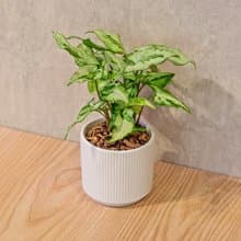 三王合果芋 莫蘭迪色系直紋陶盆 室內植物 觀葉植物 禮物 盆栽