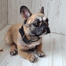用針將羊毛製成毛氈狗。   鬥牛犬雕塑。   你的寵物怎麼樣了