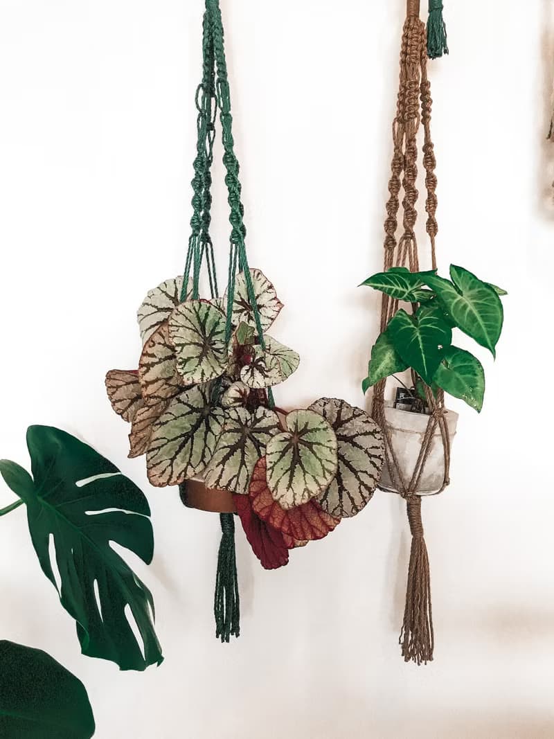 麻繩編織盆栽植物吊籃/綠葉植物/蕨類/空氣鳳梨