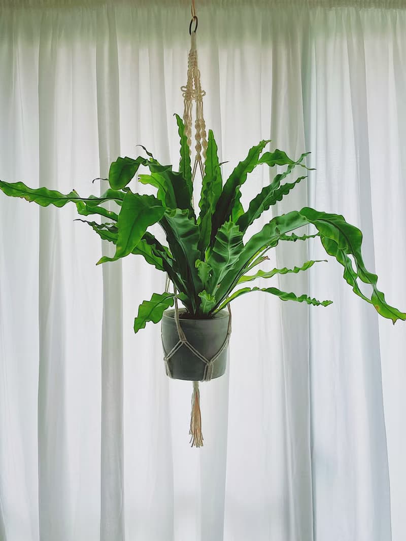 麻繩編織盆栽植物吊籃/綠葉植物/蕨類/空氣鳳梨