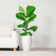 琴葉榕水泥盆栽 大盆栽 白磨石子花盆 開幕送禮 喬遷禮物 植栽