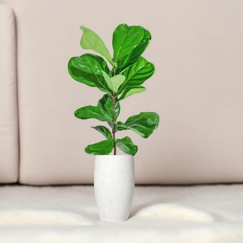 琴葉榕水泥盆栽 大盆栽 白磨石子花盆 開幕送禮 喬遷禮物 植栽