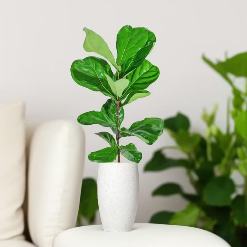 琴葉榕水泥盆栽 大盆栽 白磨石子花盆 開幕送禮 喬遷禮物 植栽