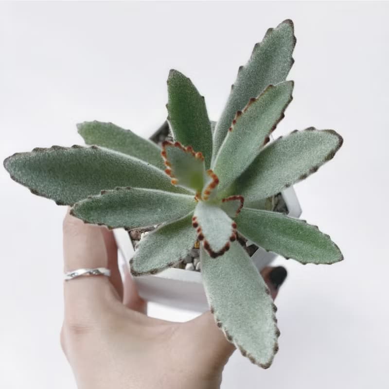 (預購) 白灰漸層系列 | 大可愛 月兔耳 六邊形水泥多肉植栽