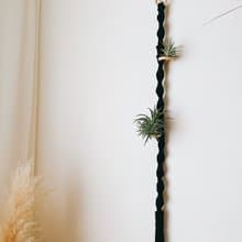 空氣鳳梨 植物編織掛