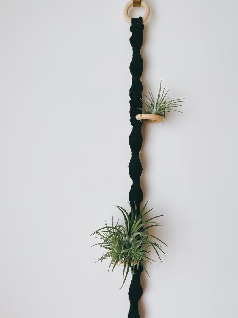 空氣鳳梨 植物編織掛
