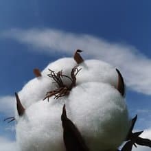 Cotton Flowers. Wedding Backdrop. Giant Bouquet. Large White Artificial Flowers
