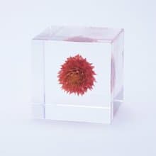 Sola cube 千日紅立方塊_守護重要之物
