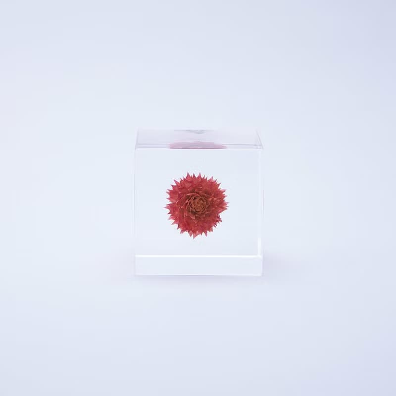 Sola cube 千日紅立方塊_守護重要之物