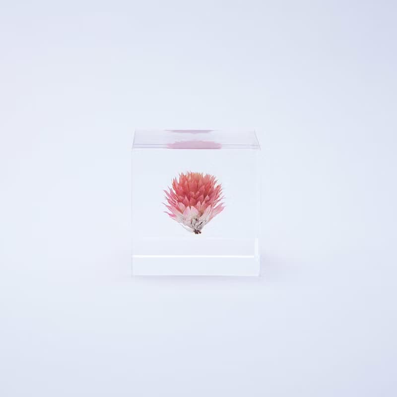 Sola cube 千日紅立方塊_守護重要之物