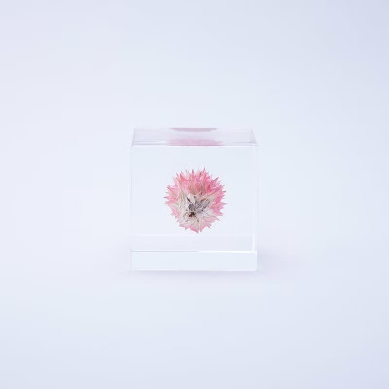 Sola cube 千日紅立方塊_守護重要之物