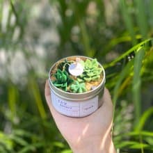 多肉植物蠟燭罐 | 仙人掌手工香氛蠟燭