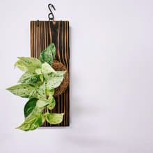 雪花葛苔球│大理石皇后│板植│居家裝飾│窗邊植物│觀葉植物