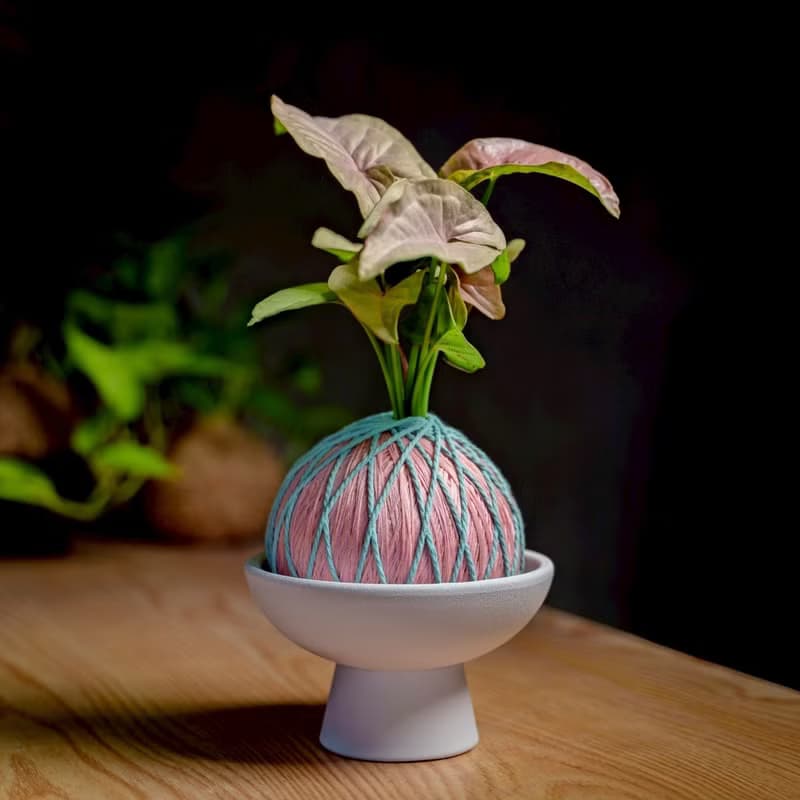 苔球植物 粉紅佳人合果芋粉紅苔球加磨砂高腳缽 苔球 苔玉