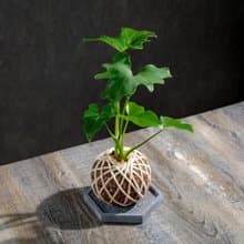小天使苔球 苔球植物 苔玉 室內植物 辦公室植物 交換禮物