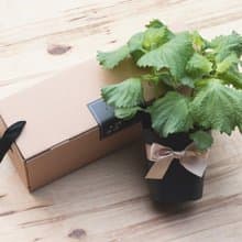 大葉青紫蘇(日本品種)_香草盆栽禮物款