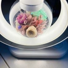無線充電器 懸浮 夜燈 玫瑰永生花  藍芽音響 母親節花禮