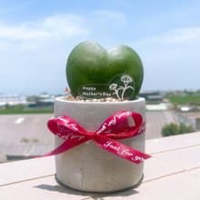 畢業禮物 婚禮小物 告白愛心毬蘭 多肉小盆栽 情人節 生日 紀念