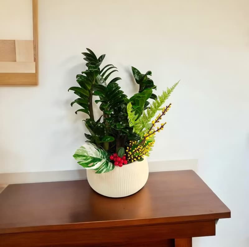 【送禮盆栽】金璽金錢樹盆栽 新居喬遷開幕送禮風水盆栽