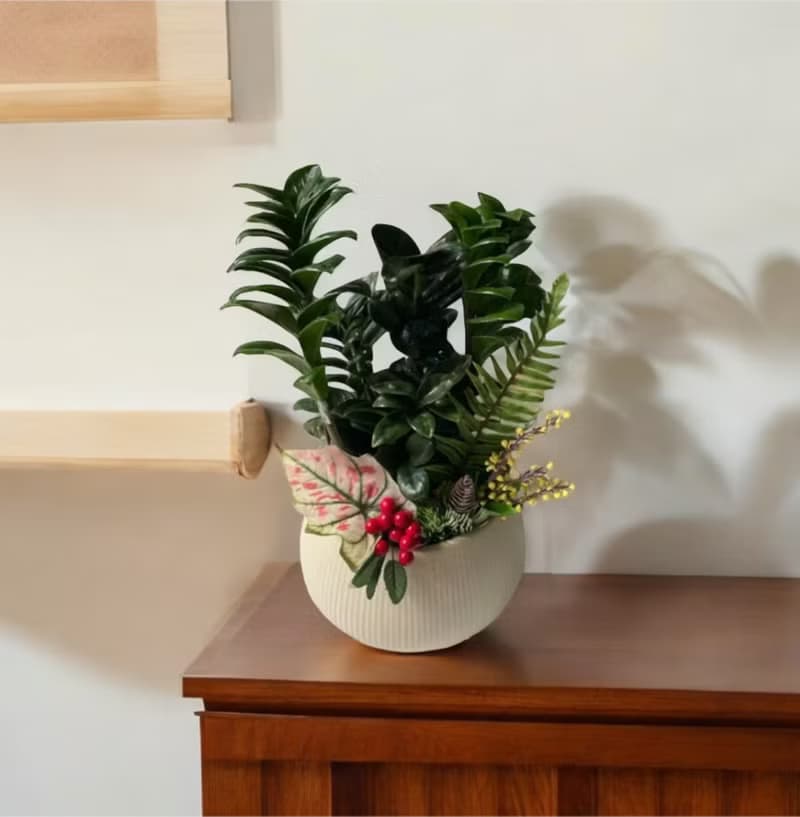 【送禮盆栽】金璽金錢樹盆栽 新居喬遷開幕送禮風水盆栽