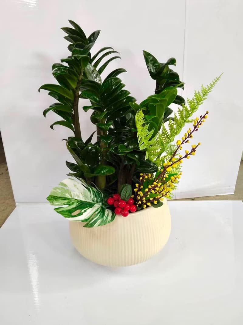 【送禮盆栽】金璽金錢樹盆栽 新居喬遷開幕送禮風水盆栽