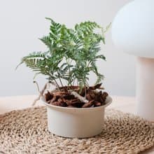 兔腳蕨 | 室內植物 | 耐陰植物