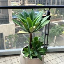 【高光植栽】 翡翠盤龍舌蘭  | 水磨石甕盆