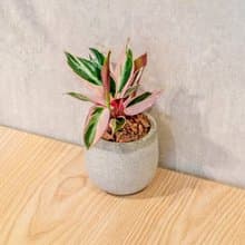 彩虹竹芋 桌上型水泥盆栽 觀葉植物 禮物 盆栽 交換禮物
