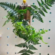 【植蕨所在】 兔腳蕨 居家擺設 牆面擺設 水苔植物 水苔植物上板