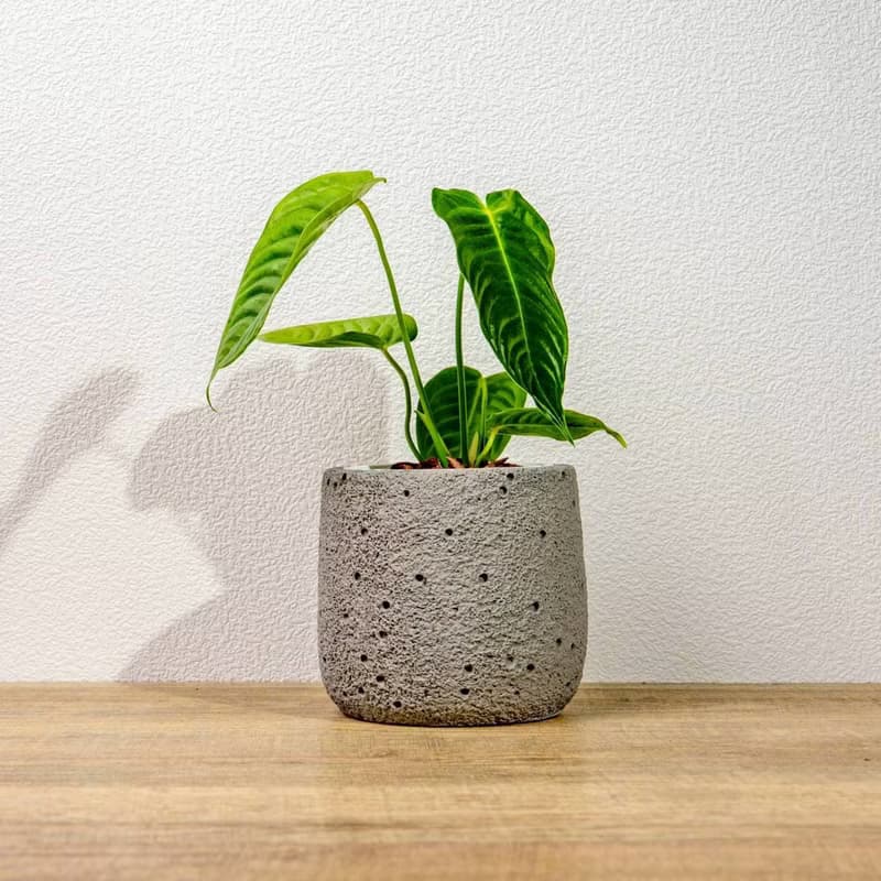 火鶴之王懶人盆栽加圓點灰小水泥盆 套盆 開幕盆栽推薦 桌上盆栽