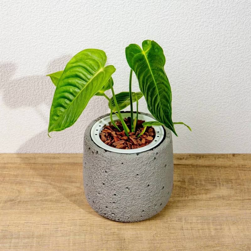 火鶴之王懶人盆栽加圓點灰小水泥盆 套盆 開幕盆栽推薦 桌上盆栽