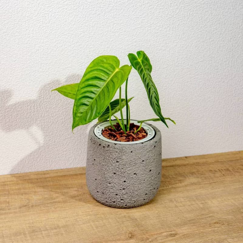 火鶴之王懶人盆栽加圓點灰小水泥盆 套盆 開幕盆栽推薦 桌上盆栽