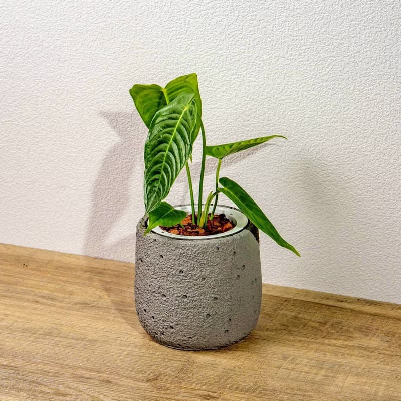 火鶴之王懶人盆栽加圓點灰小水泥盆 套盆 開幕盆栽推薦 桌上盆栽