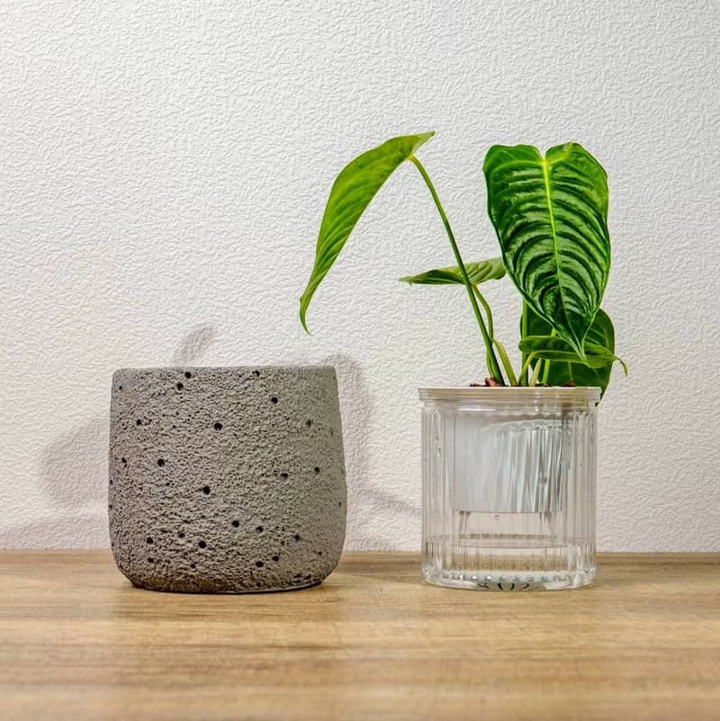 火鶴之王懶人盆栽加圓點灰小水泥盆 套盆 開幕盆栽推薦 桌上盆栽