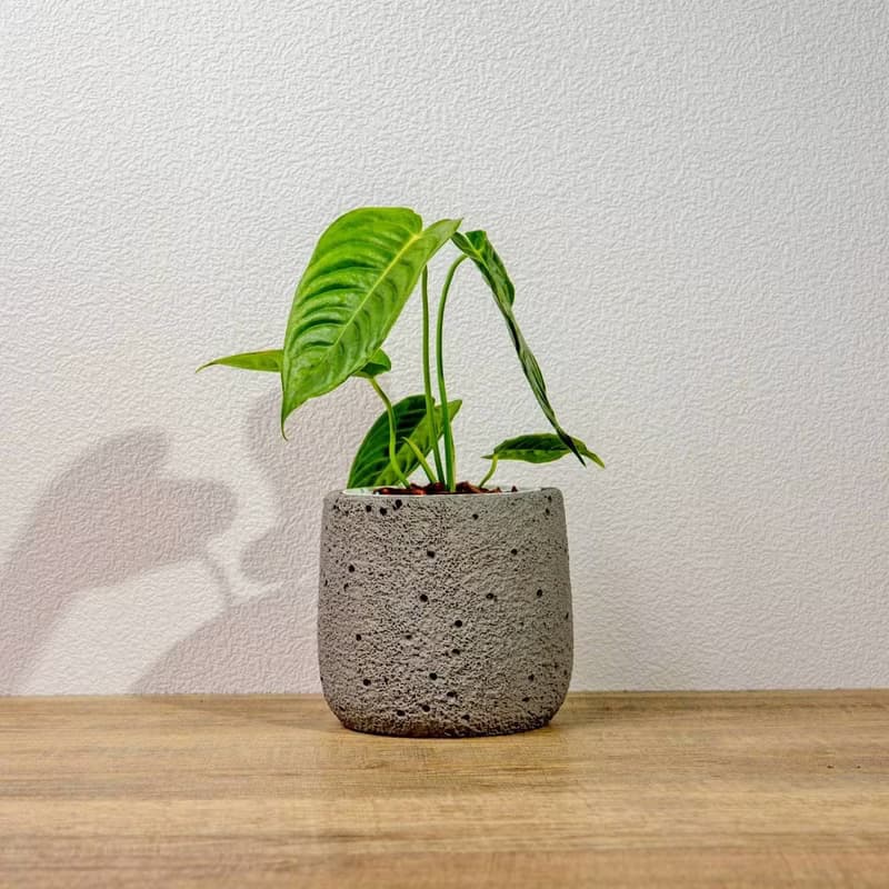 火鶴之王懶人盆栽加圓點灰小水泥盆 套盆 開幕盆栽推薦 桌上盆栽