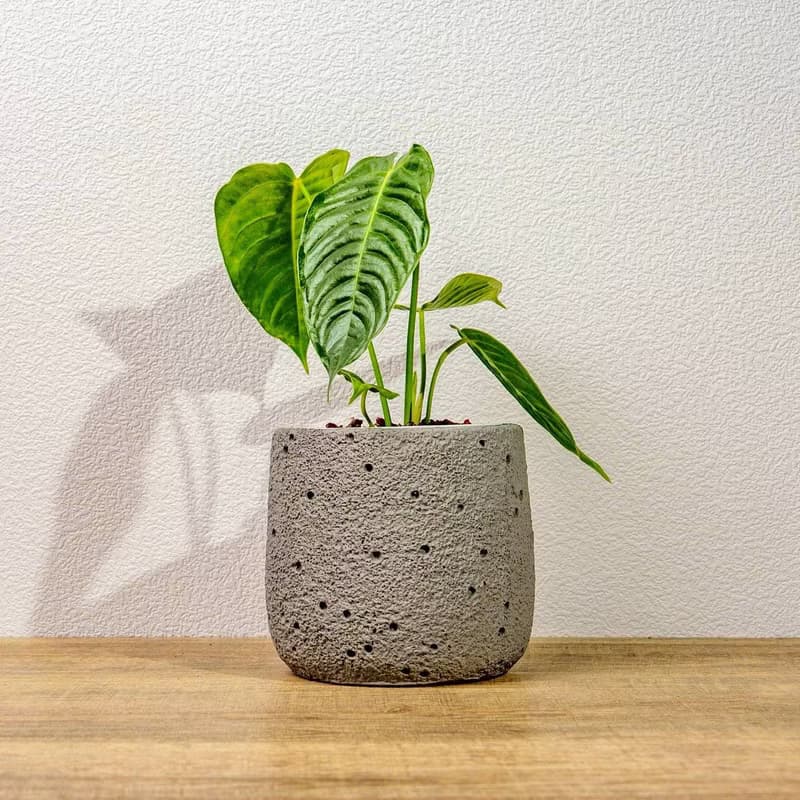 火鶴之王懶人盆栽加圓點灰小水泥盆 套盆 開幕盆栽推薦 桌上盆栽